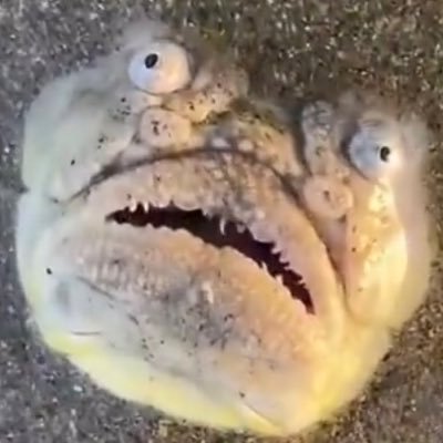 kzk_kzkzk's profile picture. ぬ