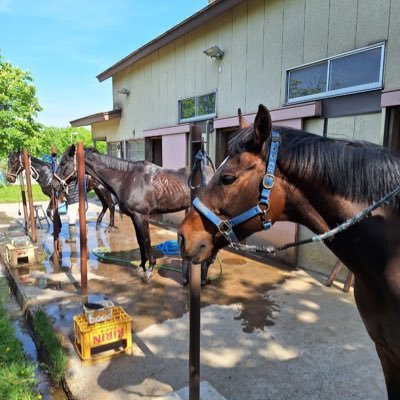 hirosaki_uma's profile picture. 弘前大学 馬術部です🐴馬4頭(レッドジェニアル、白雪・ブリリアント、ワードイズボンド、グランハート)とともにハッピーな馬ライフを送っています！ 乗馬経験/学年不問,院生医学部生もどうぞ～🏇 見学試乗の問合せや気になることは DM または umanorouze@gmail.comにお気軽にご連絡下さい!