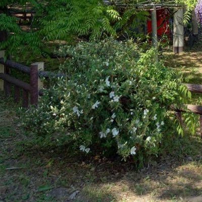 haruu4519's profile picture. 