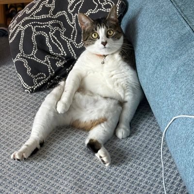 ひとみ🐈🐈さんのプロフィール画像