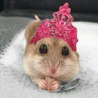 loa (@loaccv) 's Twitter Profile