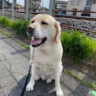 RP9BtCkpwCwVjLw's profile picture. 6歳から里親として迎えいれた(元盲導犬)ラブラドールレトリーバーと共に過ごしております。名前はユリシーズ君、雄、10歳になりました！過保護になるくらい可愛がっております☺️🐶
