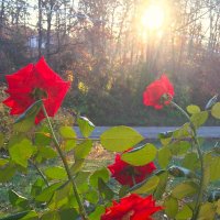 Gulab Rose (@gulab_rose1313) 's Twitter Profile