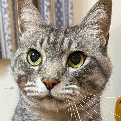 ORANGE_mofumofu's profile picture. お茶の国→納豆帝国→お茶の国。ご趣味:⚽️🥃🐈🏃💤/beatmania/shadowverse/ポケモン/数学