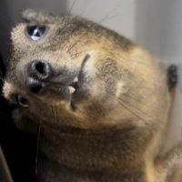 Tactile (@tactilecs) 's Twitter Profile