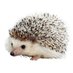 Carl The Hedgehog (@carlcommunity) Twitter profile photo Carl The Hedgehog (@carlcommunity) Twitter profile photo