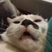 Punki (@punkidrawsstuff) Twitter profile photo Punki (@punkidrawsstuff) Twitter profile photo