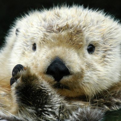 Pandoshi420's profile picture. 