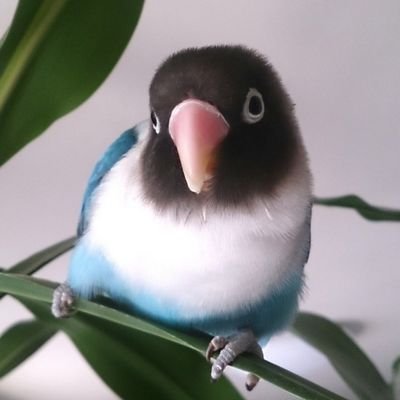 編み物の沼からこんにちは!基本棒針のあみもなー🧶YouTubeで雑談・購入品紹介等🎥靴下のパターンはリンク(ravelry)からご覧ください🧦