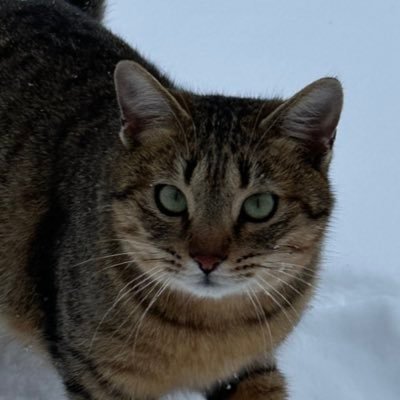 なな🩵やっぱりアルフォートやな🍫さんのプロフィール画像