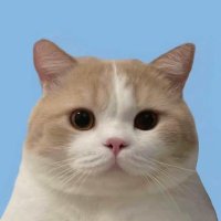 tea (@teaplusplus11) 's Twitter Profile Photo tea (@teaplusplus11) 's Twitter Profile Photo
