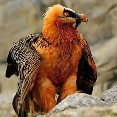 blementalal's profile picture. نام من چه بود؟