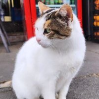 Scott miller スコット・ミラー (@scottmi32237271) 's Twitter Profile