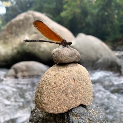 mardianasan14's profile picture. introvet