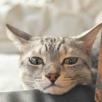 ArisaIchig5975's profile picture. 