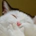 cat person (@fukkkkkpolice) Twitter profile photo cat person (@fukkkkkpolice) Twitter profile photo
