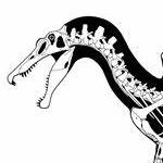 Spinosaurus_Aegypticus (@spinoarts) 's Twitter Profile Photo