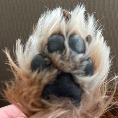 sissyfer's profile picture. 