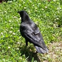 Amikassberg (@ouhare) 's Twitter Profile