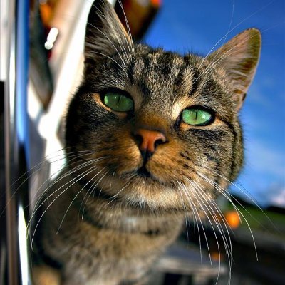 CodegamingS's profile picture. Zzz