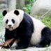 Tony "💖 Peace & Nature" Panda (@tony_oei) Twitter profile photo Tony "💖 Peace & Nature" Panda (@tony_oei) Twitter profile photo