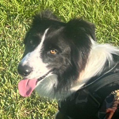 Melissaflex's profile picture. Residential Real Estate Agent in SWFL, Dog Mom to Cooper, Iowa native.