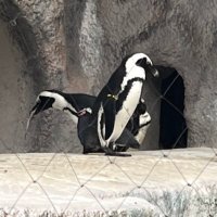 そう (@freenoel_) 's Twitter Profile