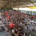 Jafra Sustainable agriculture(poultry farming) (@jafrapoultry) Twitter profile photo Jafra Sustainable agriculture(poultry farming) (@jafrapoultry) Twitter profile photo