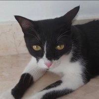 めがみん🍌🍍🍉𝔹𝔸𝕃𝕀🌊🌴🇮🇩💫🐾 (@megamin_bali) Twitter profile photo