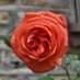SoulFULL Gardening 🌺 (@socialbrown) Twitter profile photo SoulFULL Gardening 🌺 (@socialbrown) Twitter profile photo