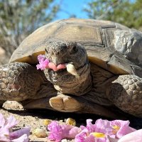 Mojave Max (@mojavemax) 's Twitter Profile