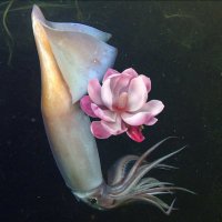 magnolia (@magnolia__spl) 's Twitter Profile