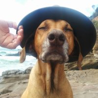Dog With a Hat - ITS TIME 👊🇮🇱✊(@DelyferTony) 's Twitter Profileg