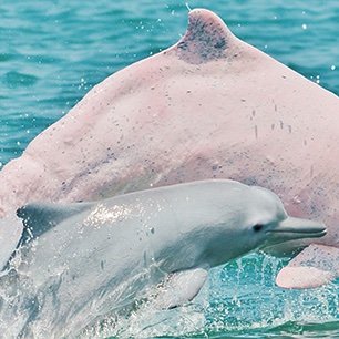 Little white river dolphin 🤍