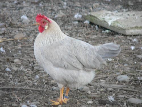 P'tite tête, gros cul, je suis une leghorn qui découvre le web...