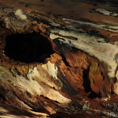 PIDGYOT's profile picture. 🪱