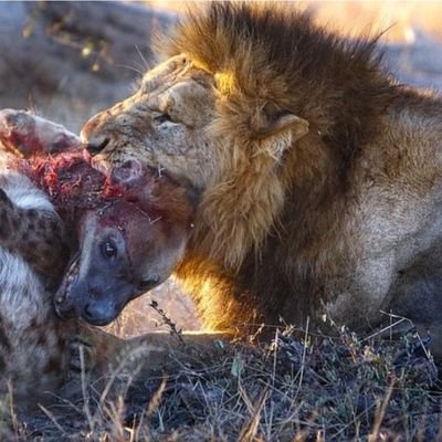 Daneshahr's profile picture. 