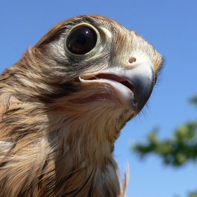 detranskestrel's profile picture. Now I have a real adult job!
Ever the (left-leaning) centrist.
Gender issues and philosophy are my special interests.