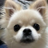 熱血ボス🐸 (@hamase2colors) Twitter profile photo