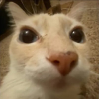 notahhlito's profile picture. 