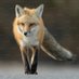 Fox Lover Page (@foxloverpage) Twitter profile photo Fox Lover Page (@foxloverpage) Twitter profile photo