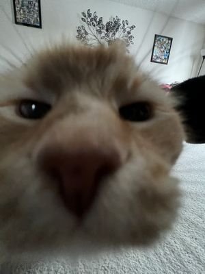 p0tato6's profile picture. 