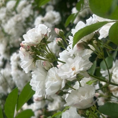 kozakura_tw's profile picture. 食いしん坊で可愛い物が大好きな小桜の趣味アカウントです。文具、インク、万年筆、ガラスペンや、買った本や本の感想、香水、薔薇、音楽、ゲーム、お昼に食べたものなどに関してつぶやきます。インクの色とガラスペンの色をあわせて文字を書くの好きです。