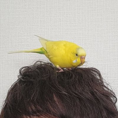 月刊少年マガジン編集部の市原です。 2年目突入! 担/サンダー3、ヤクマン、アレクサンダー英雄戦記、やっぱ人間やめて正解だわ