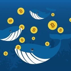 Marketing Manager | Big Whale Crypto #Bitcoin #Ethereum #Solana #BNB #Memecoin