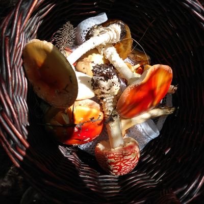 greenberg_byron's profile picture. IT IS ALL PSYCHOGENIC
PsychoMico