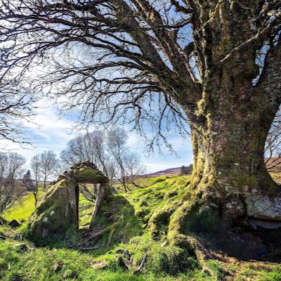 XforceGT1's profile picture. 