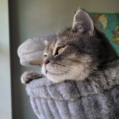 jellybadcat's profile picture. I'm Jelly, a Scottish Straight cat living in California.