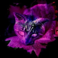 SweeneyKitkat (@sweeneykitkat) 's Twitter Profile