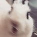 설기가 꿀떡한 것들 (@bunny_ate) Twitter profile photo 설기가 꿀떡한 것들 (@bunny_ate) Twitter profile photo